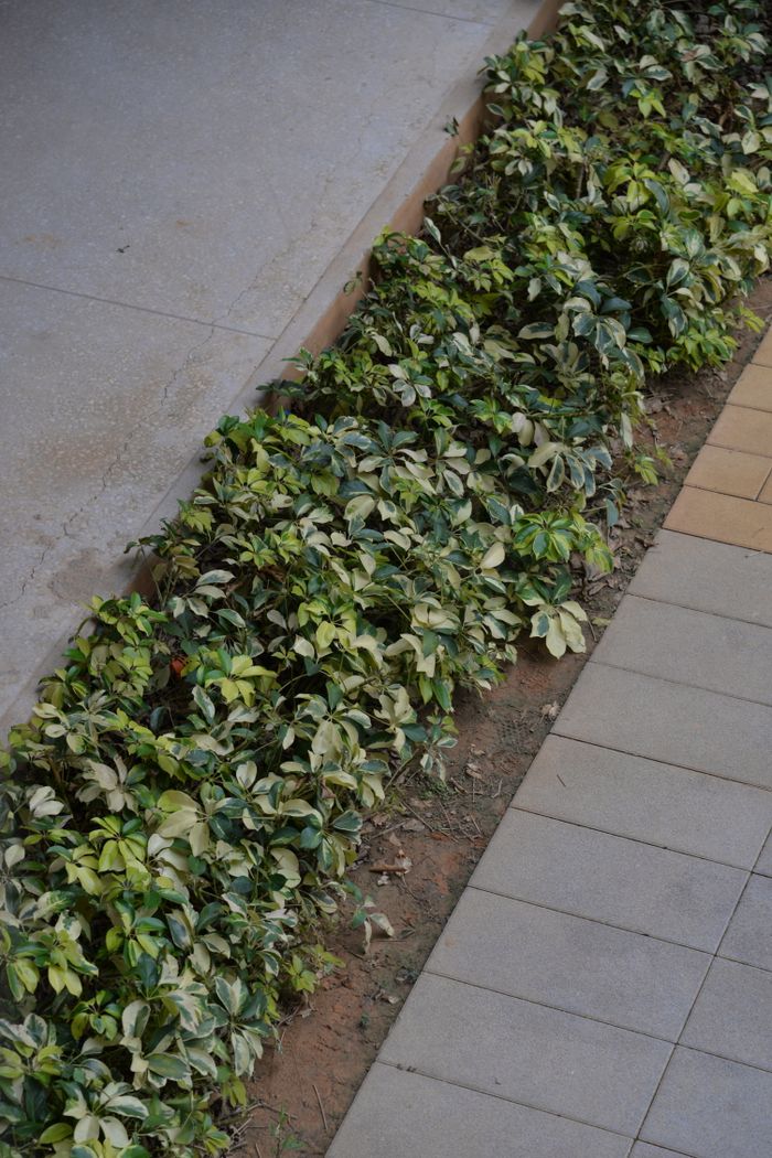about-03 Vertical view of a city sidewalk bordered by lush green plants, offering a serene urban contrast.