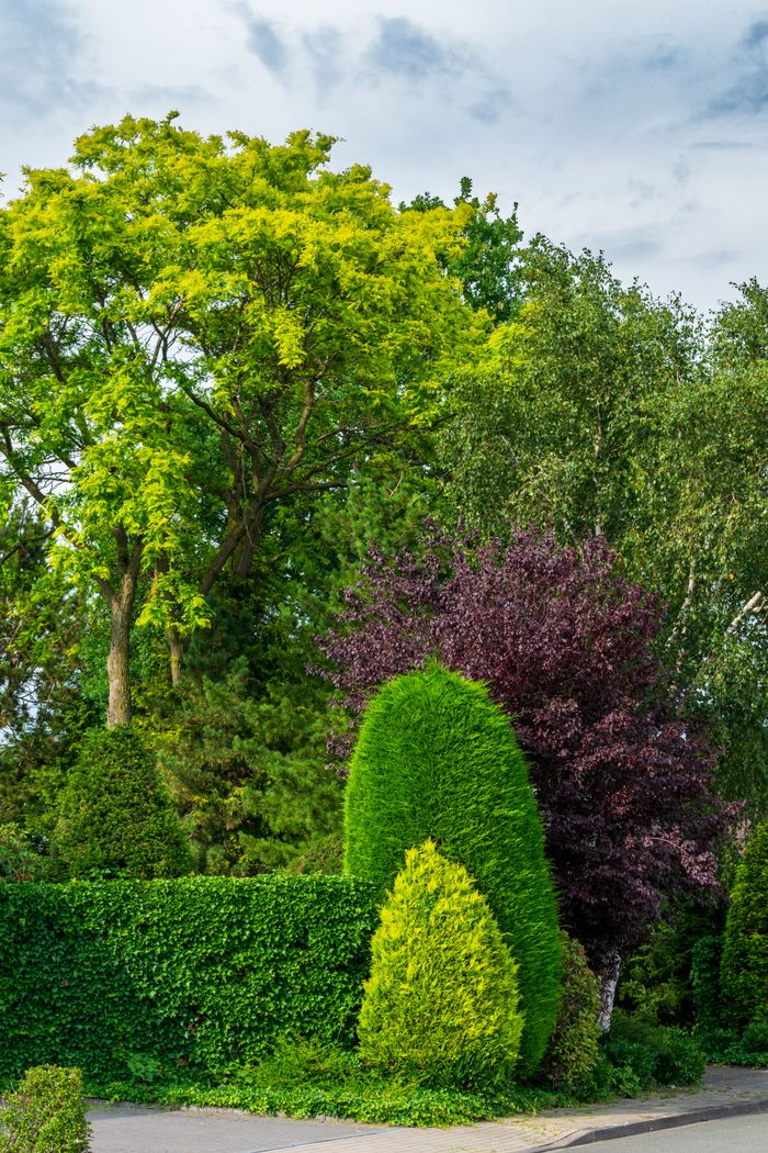 about-02 Vibrant foliage featuring varied trees and shrubs under a bright sky.